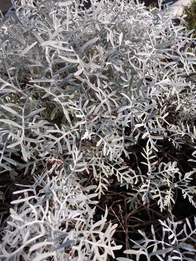 Senecio flaccidus leaf
