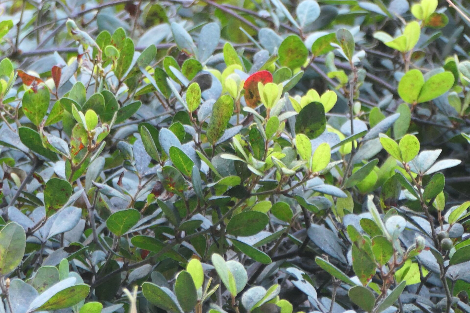 Rhoicissus digitata leaf