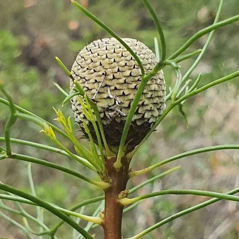 Isopogon anemonifolius fruit