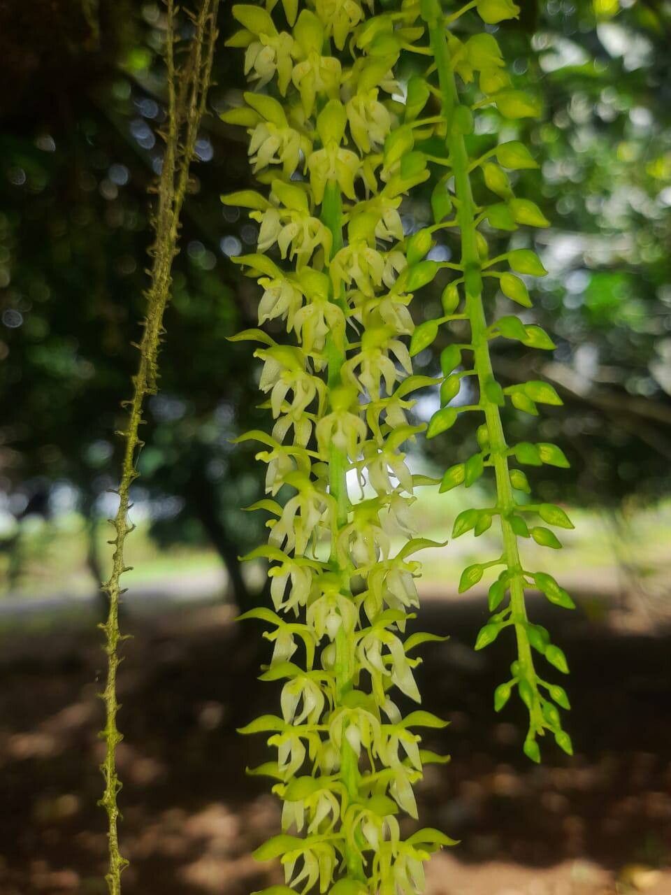 Notylia trisepala flower