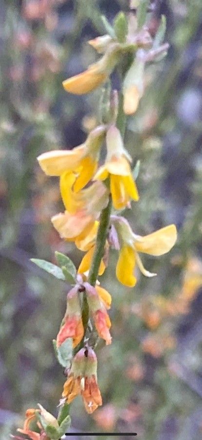 Lotus scoparius flower