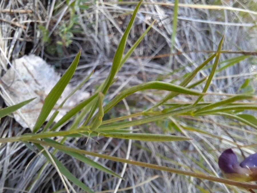 Lathyrus filiformis — search result for 'Lathyrus'