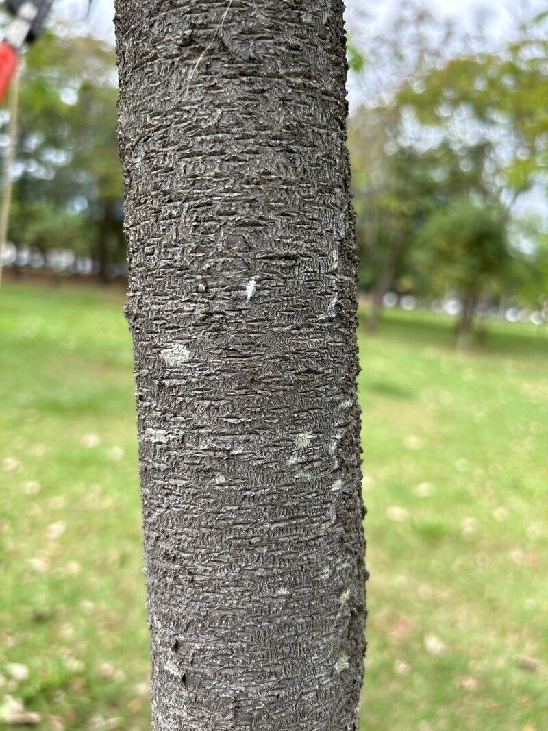Aspidosperma olivaceum bark