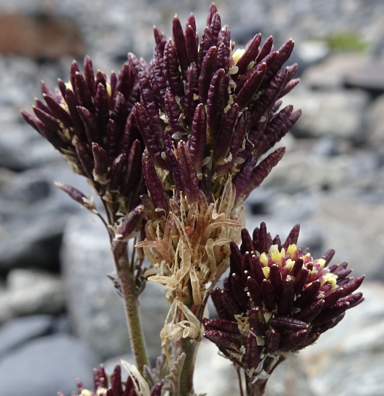 Descurainia athrocarpa flower