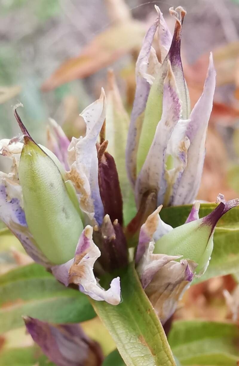 Gentiana asclepiadea fruit