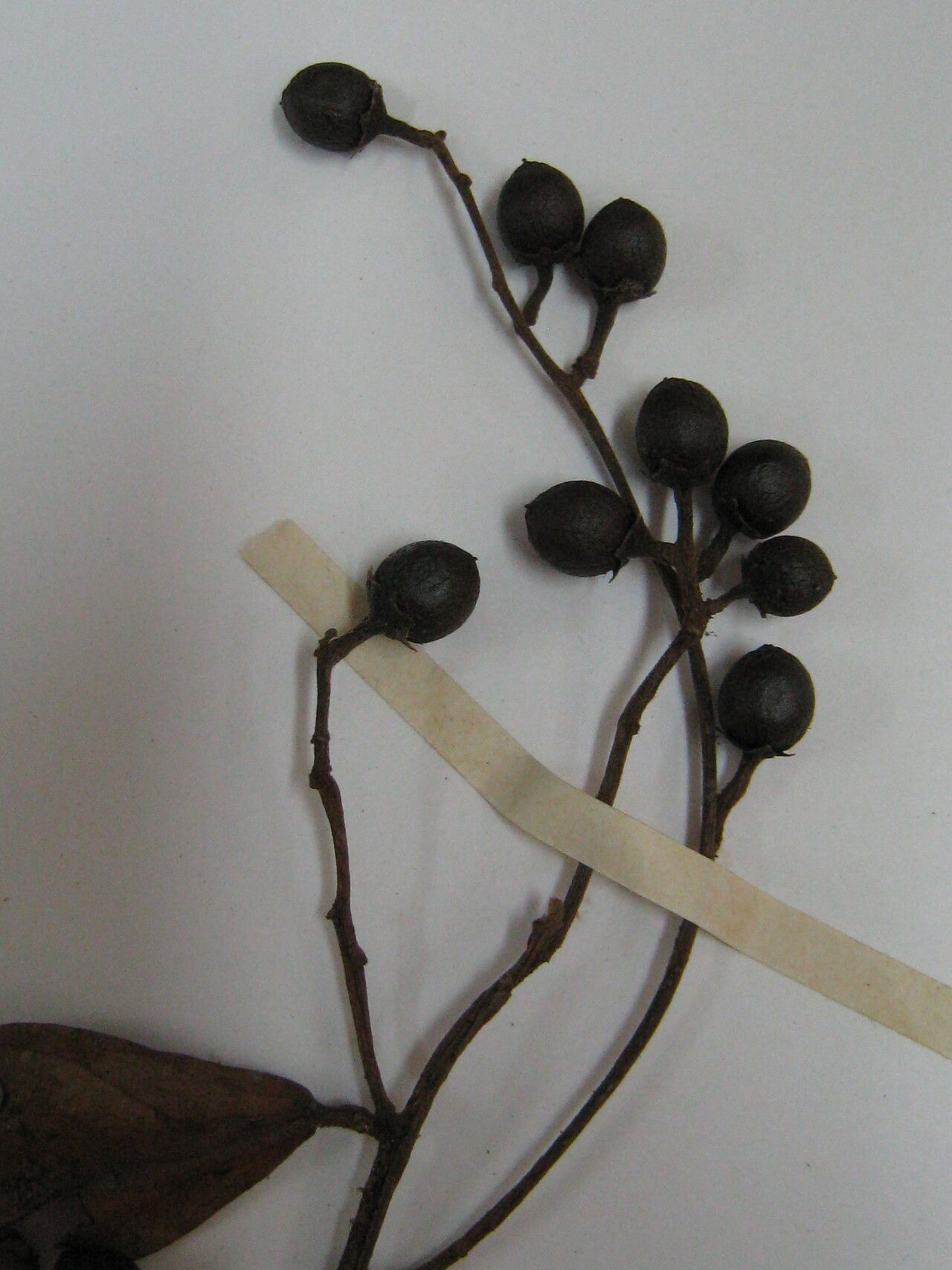 Ocotea commutata — houseplant care guide