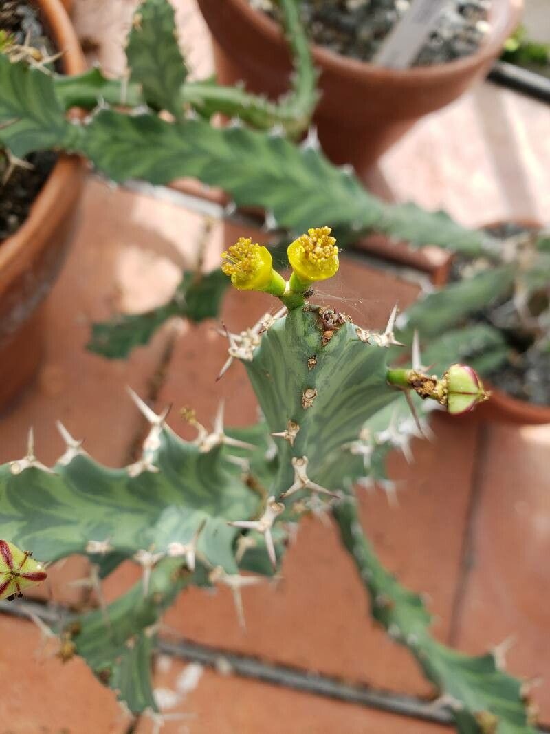 Euphorbia buruana flower