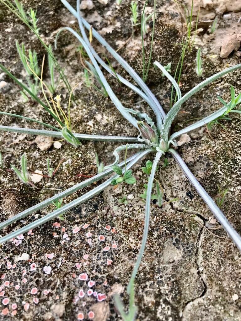 Scorzonera reverchonii leaf