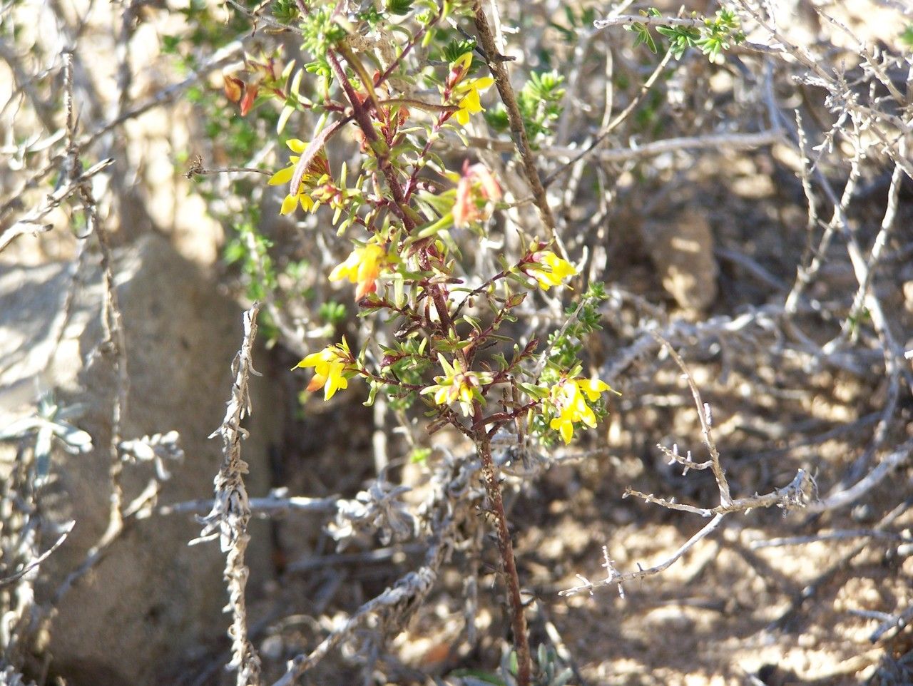Odontites triboutii habit