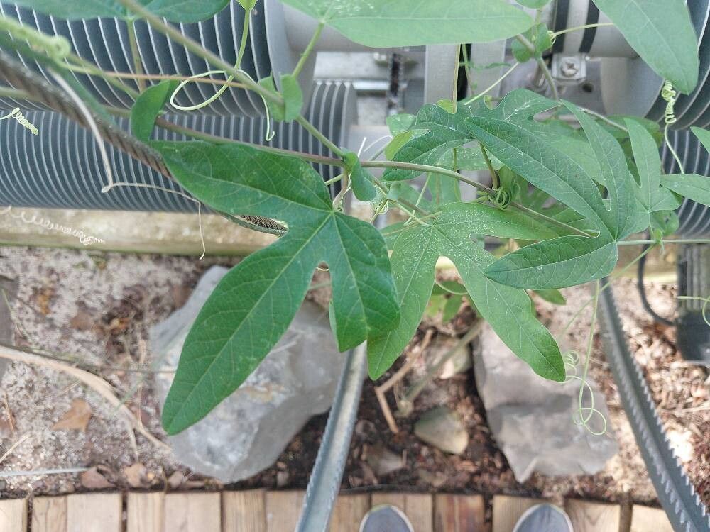 Passiflora × violacea — houseplant care guide