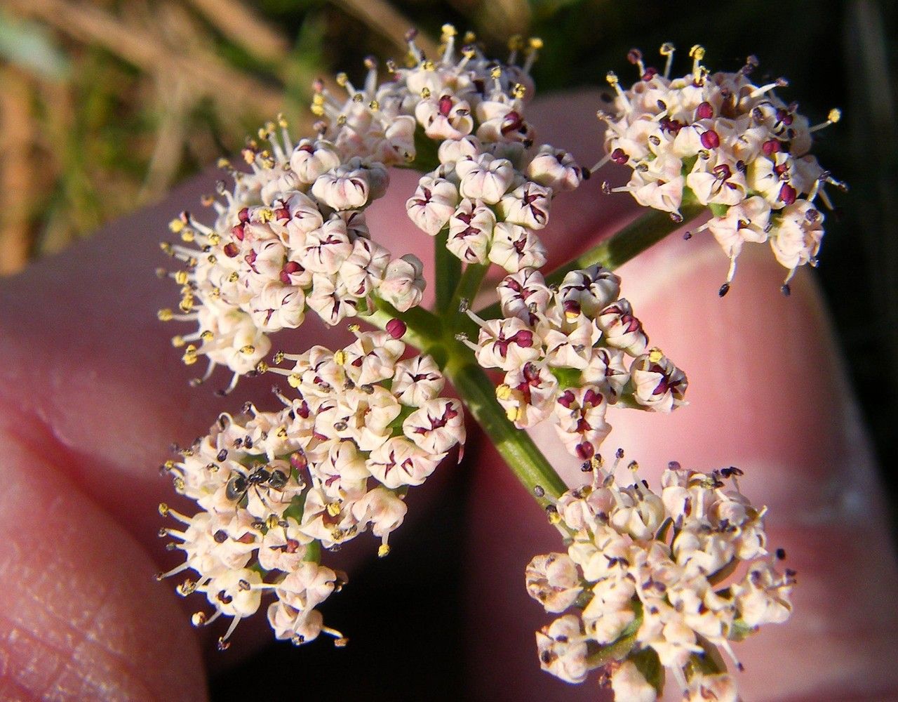 Lomatium canbyi flower