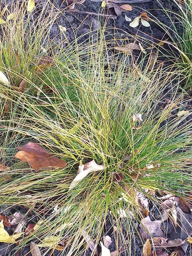 Carex testacea habit