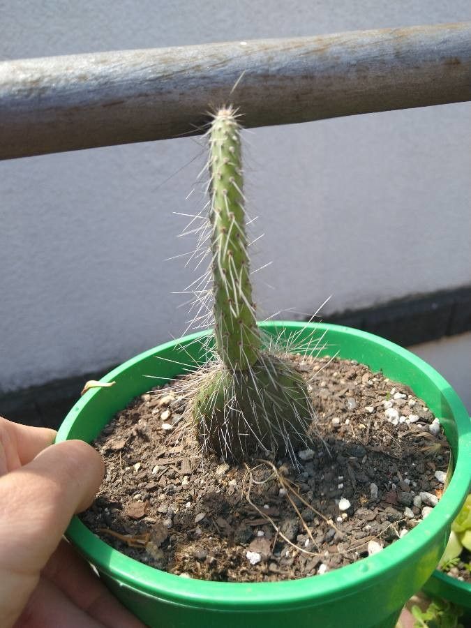 Opuntia erinacea leaf