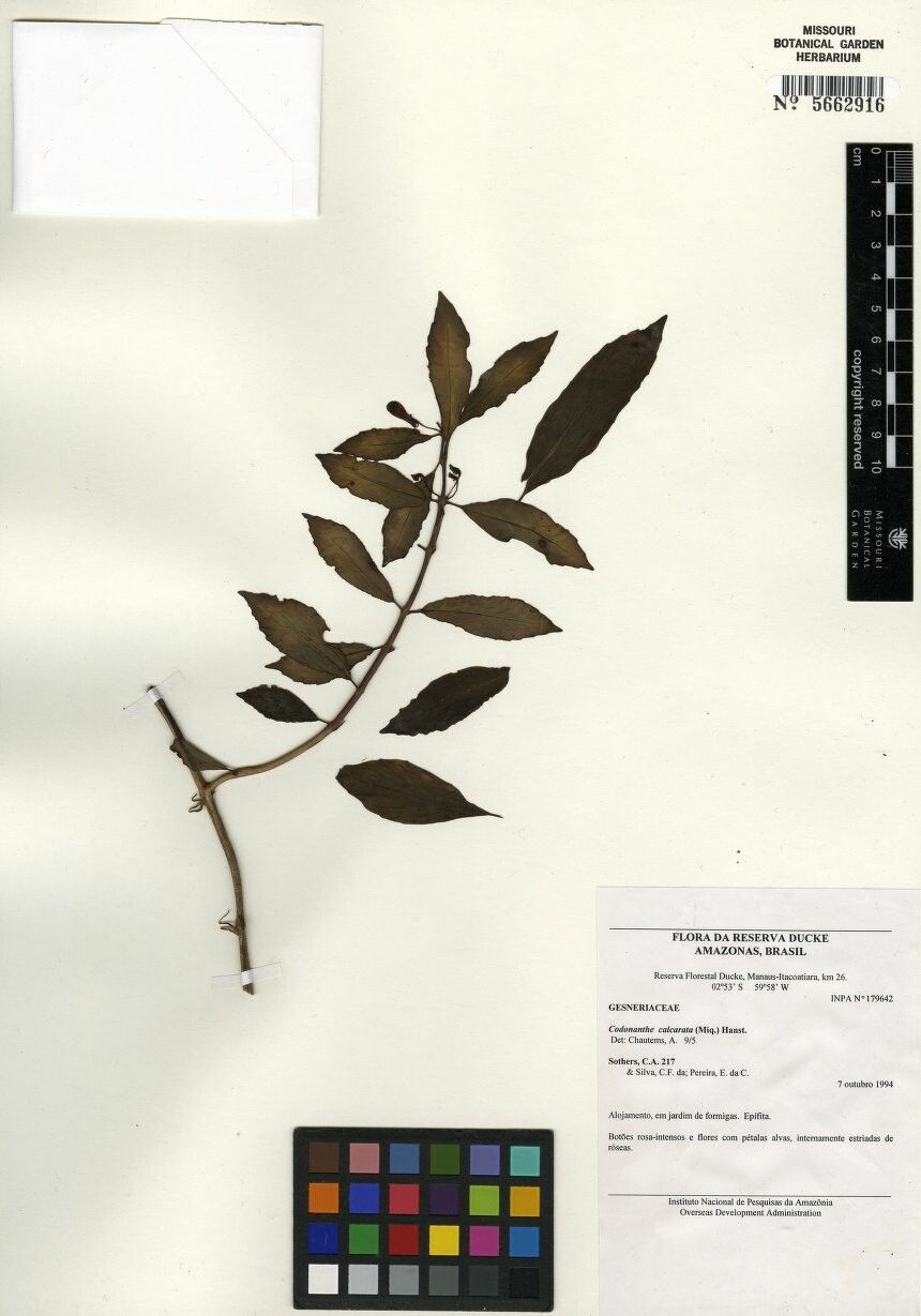 Codonanthopsis calcarata other