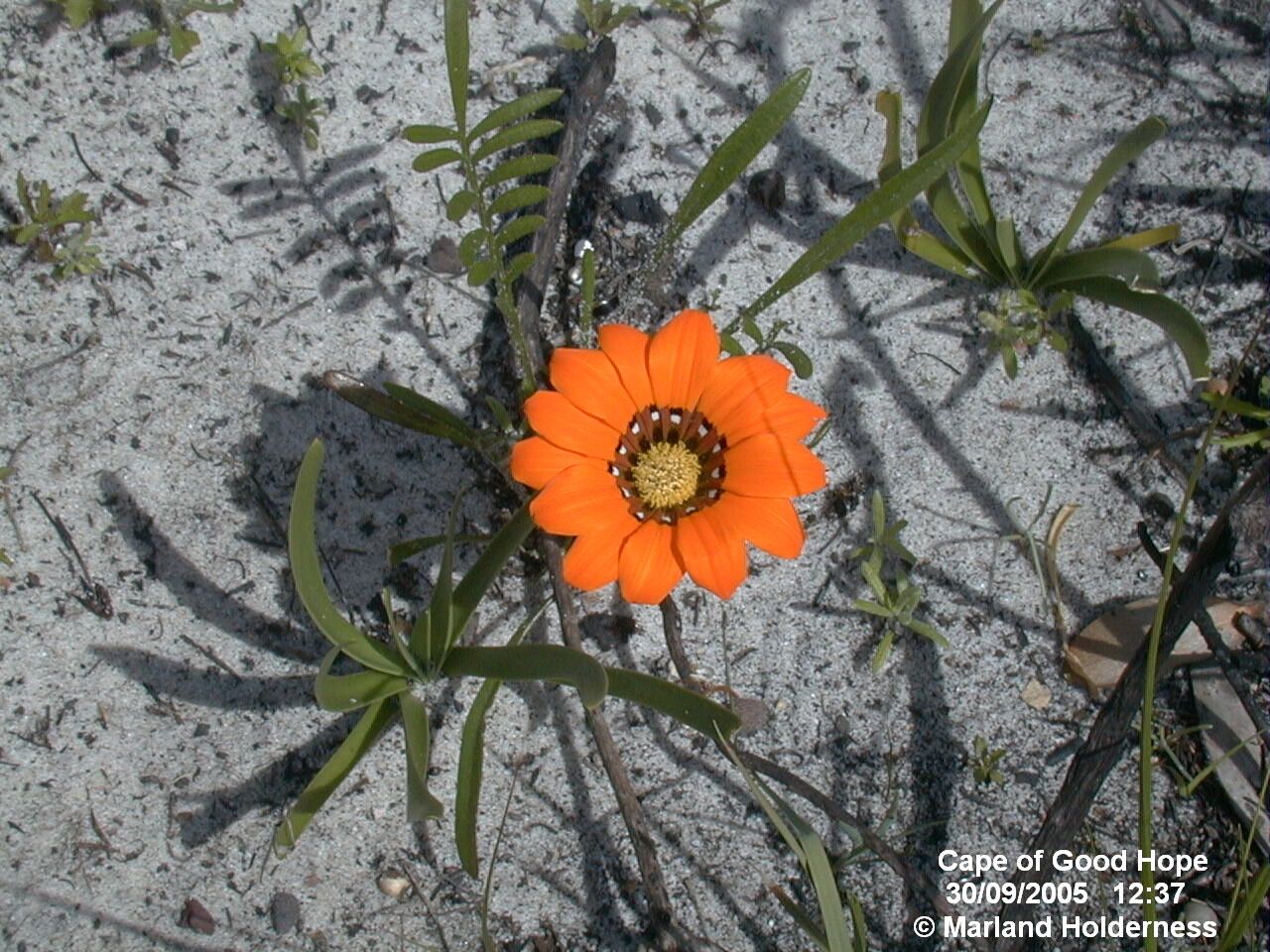Gazania pectinata habit