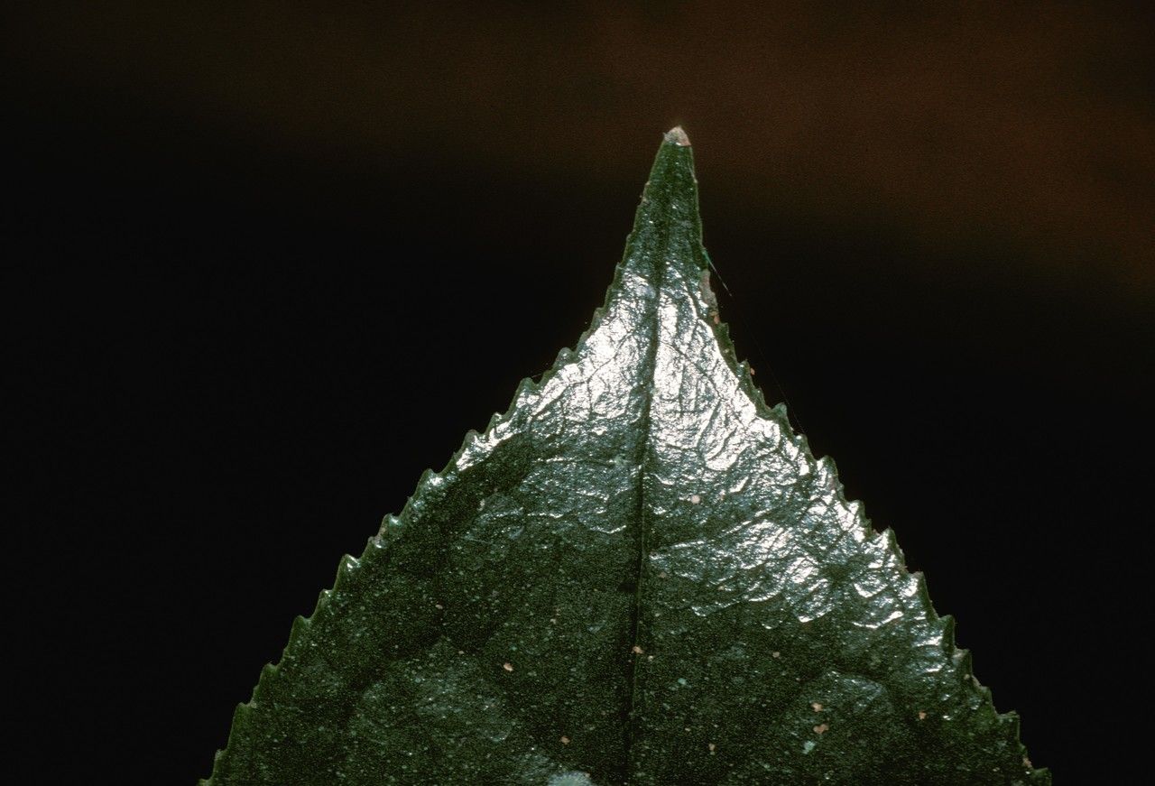 Camellia gigantocarpa — search result for 'Camellia'