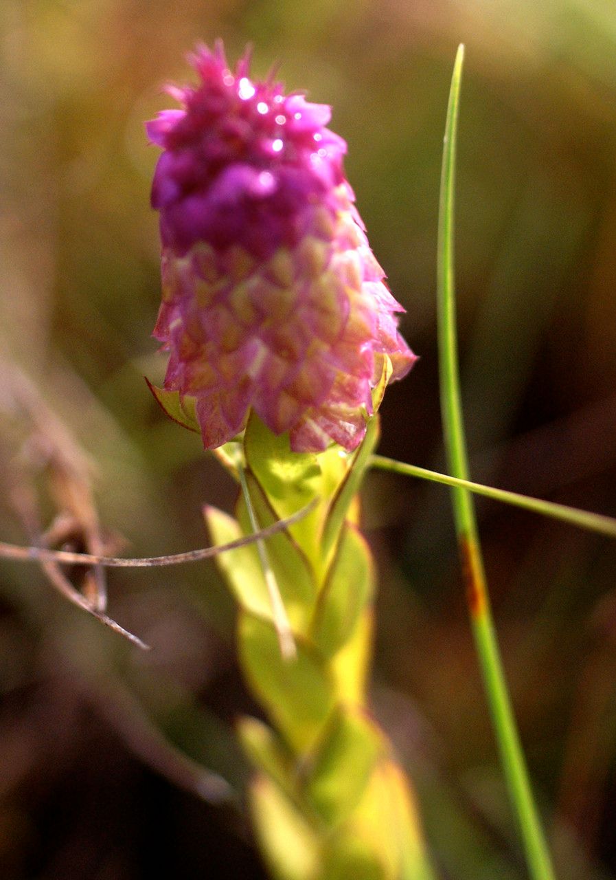 Polygala timoutou leaf