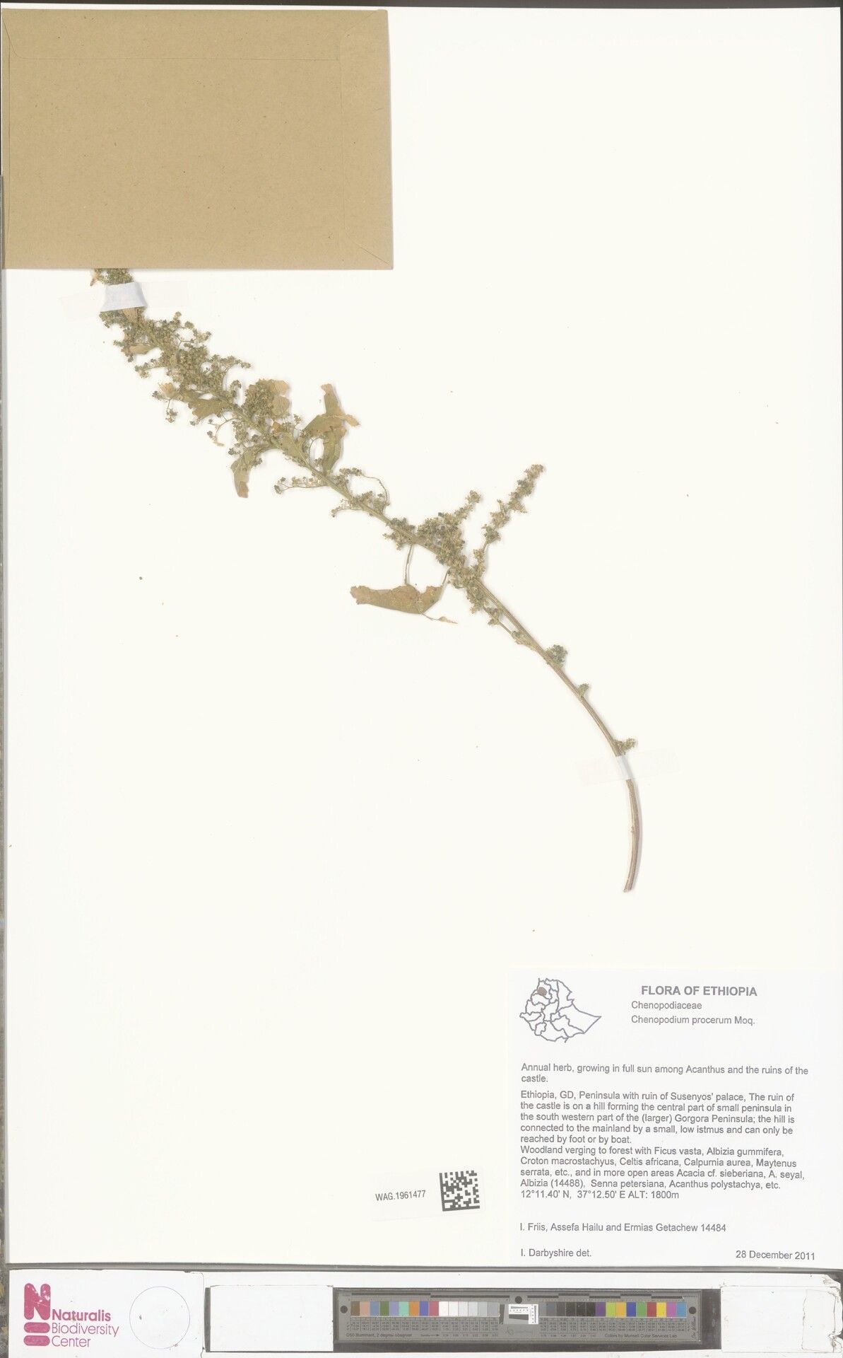 Dysphania procera — search result for 'Dysphania'