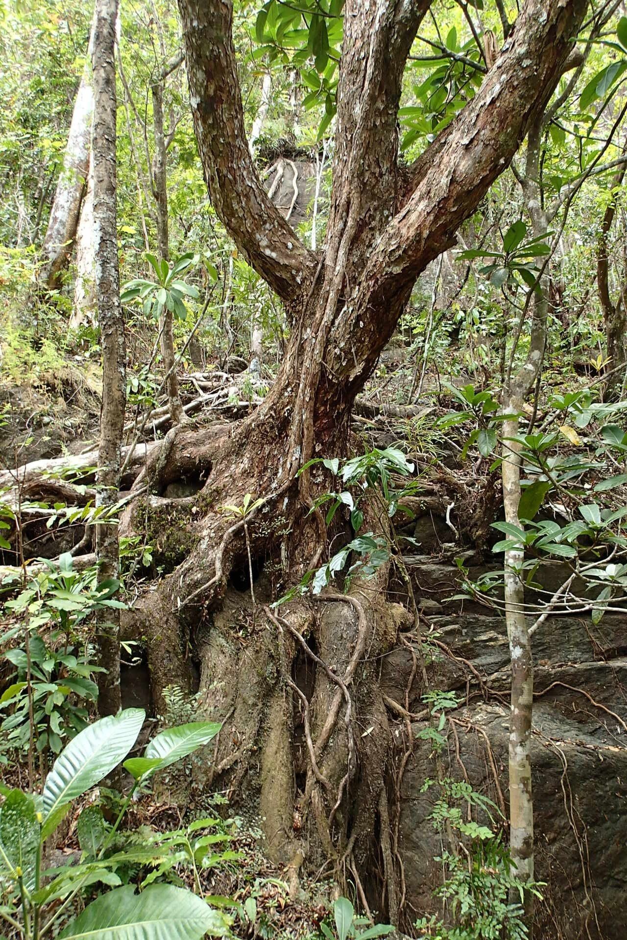 Metrosideros elegans bark