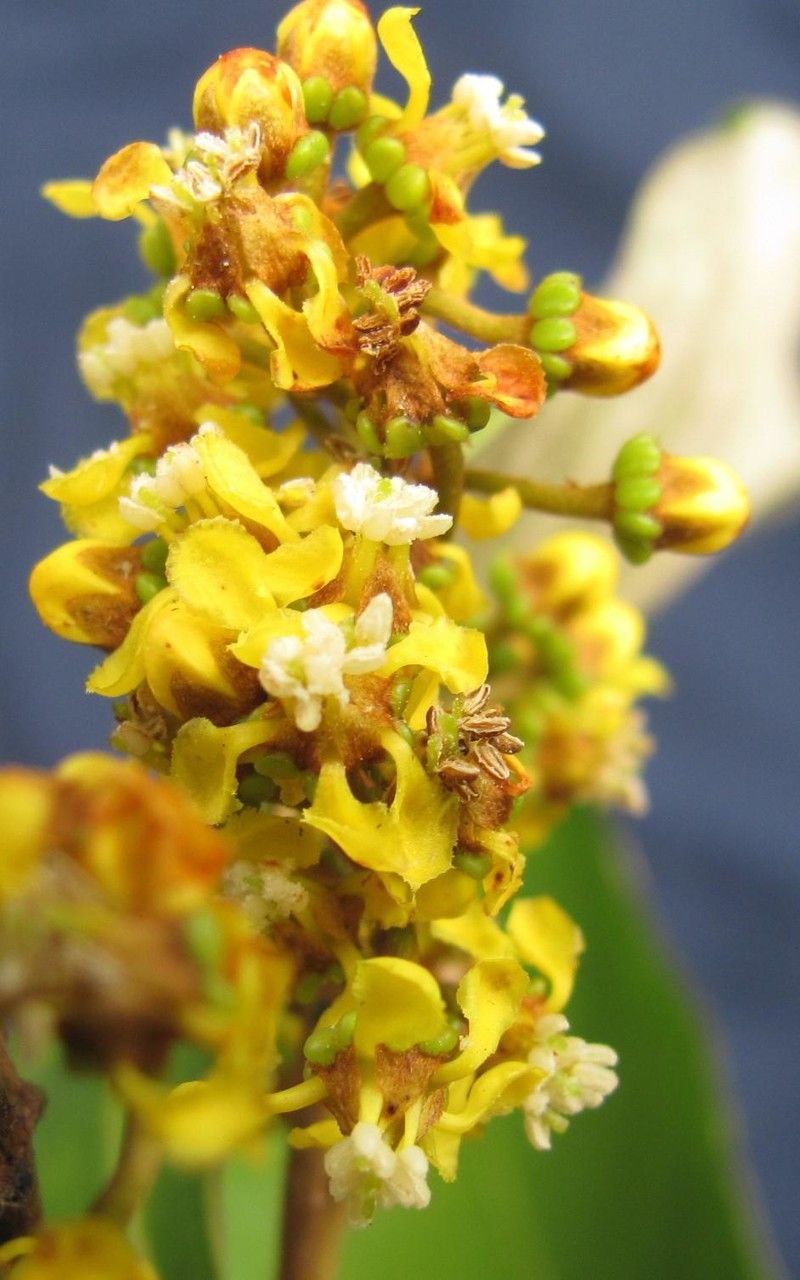 Heteropterys obovata flower