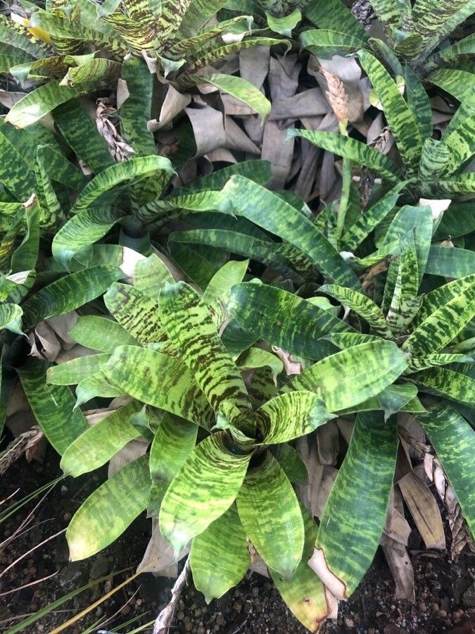 Vriesea ospinae — search result for 'Vriesea'