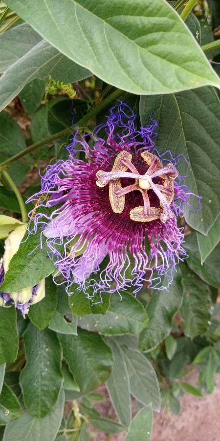 Passiflora cincinnata flower