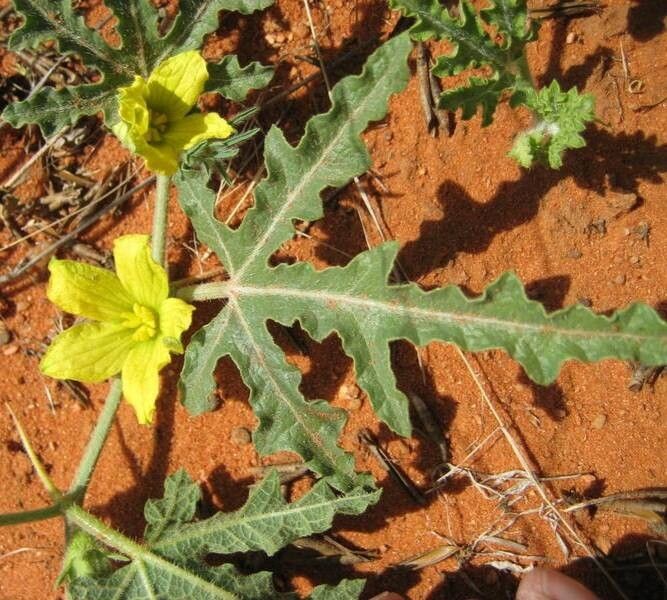 Cucumis africanus flower