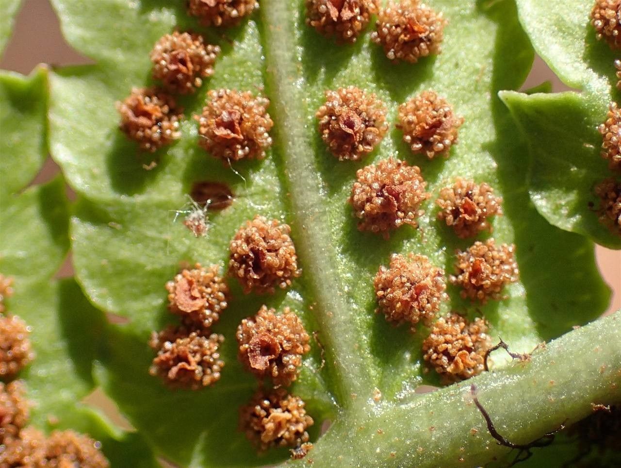 Dryopteris cycadina fruit