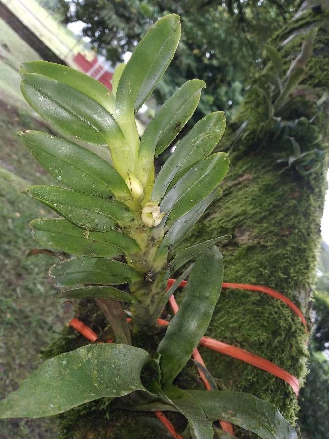 Dichaea globosa — houseplant care guide