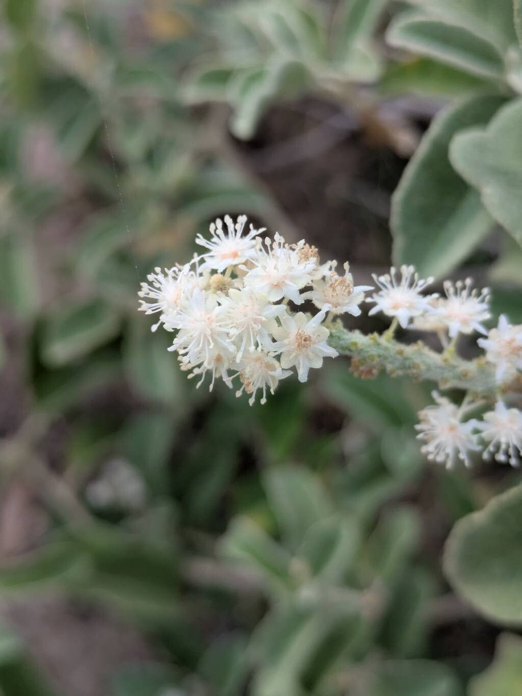 Croton conduplicatus — houseplant care guide