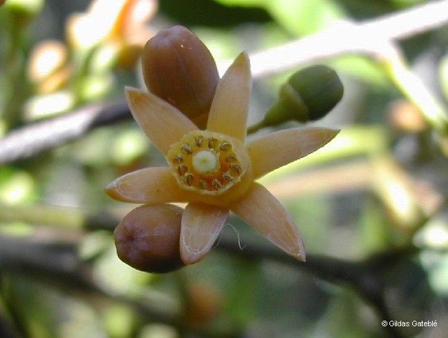 Dysoxylum bijugum flower