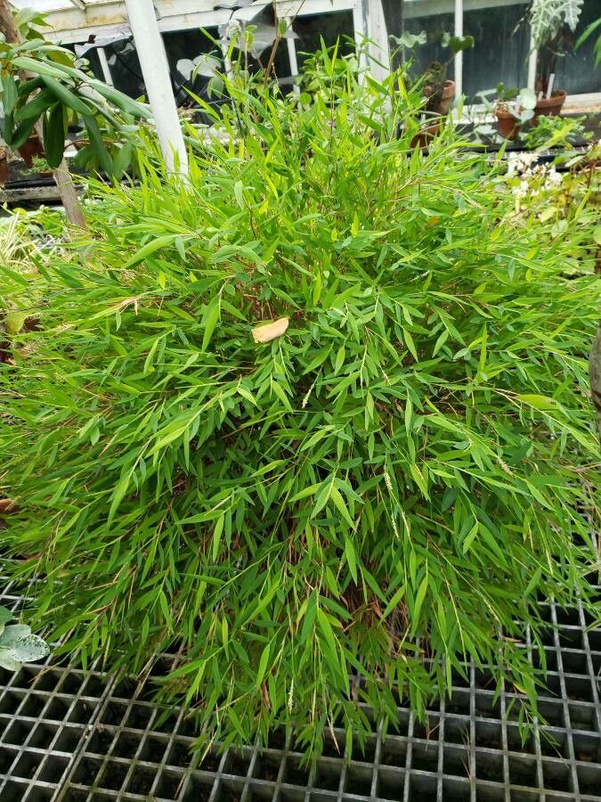 Fargesia murielae habit