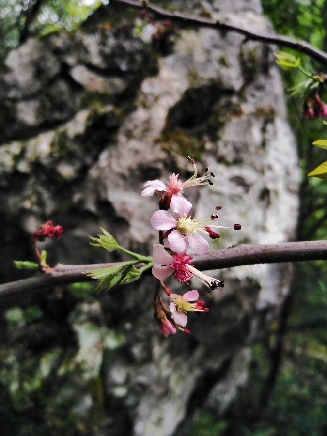 Ungnadia speciosa flower