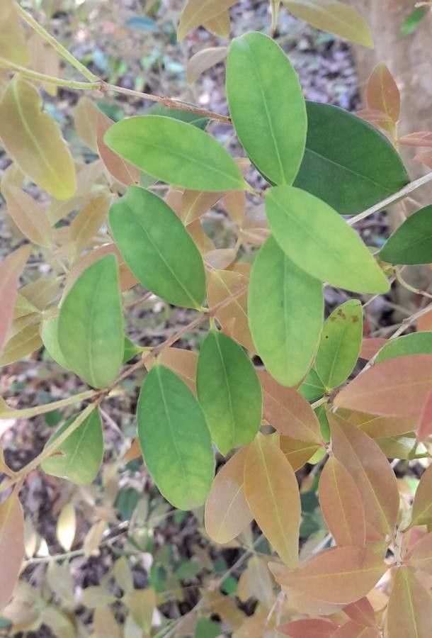 Eugenia uruguayensis — search result for 'Eugenia'