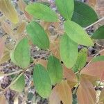 Eugenia uruguayensis