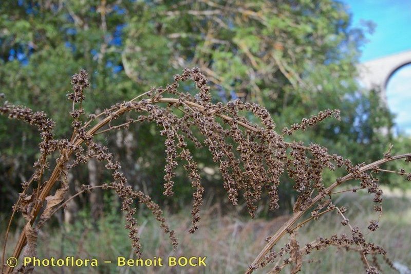 Beta trigyna fruit