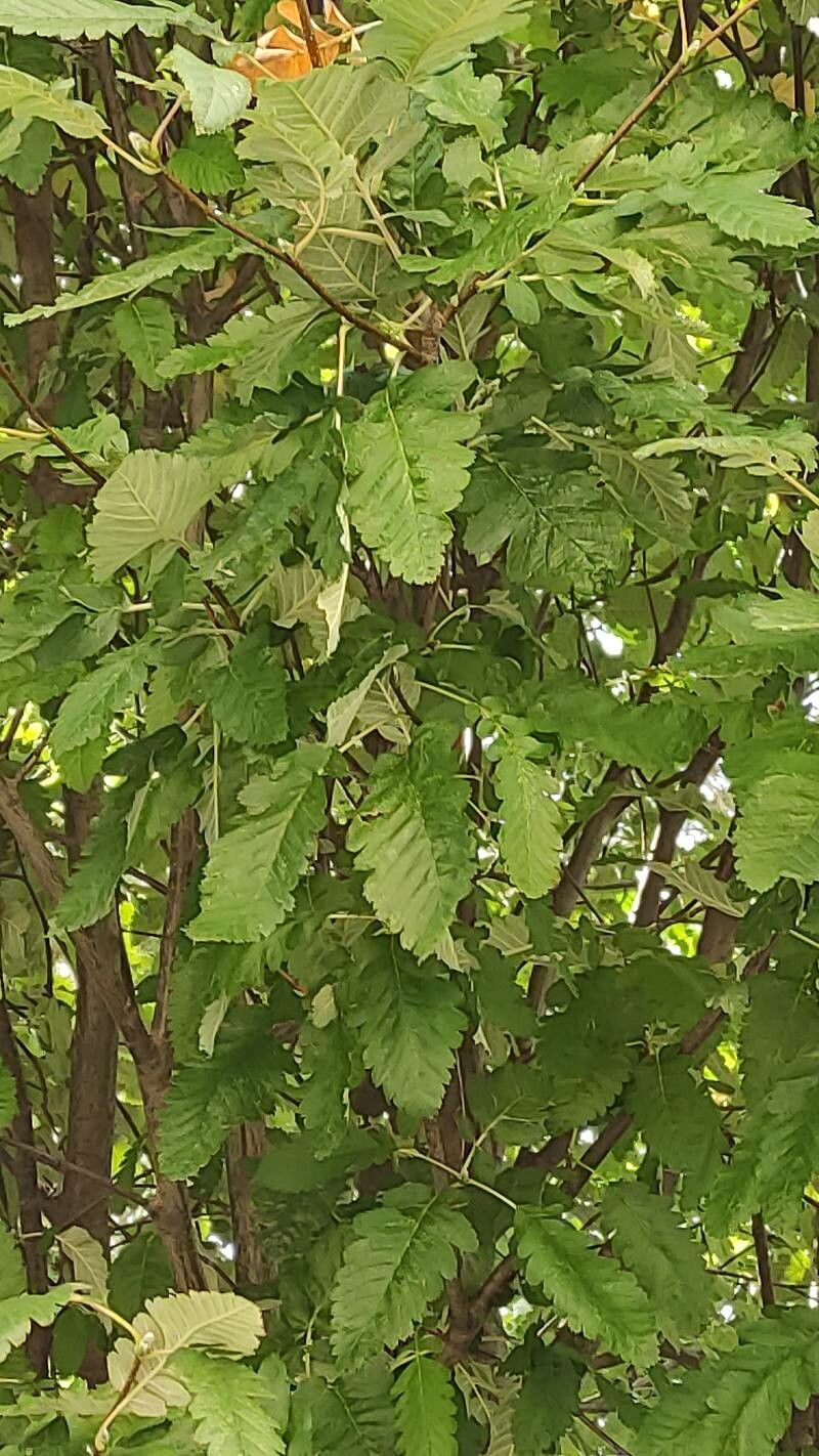 Sorbus × thuringiaca leaf