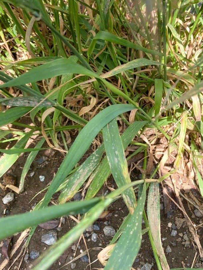 Elymus tsukushiensis leaf