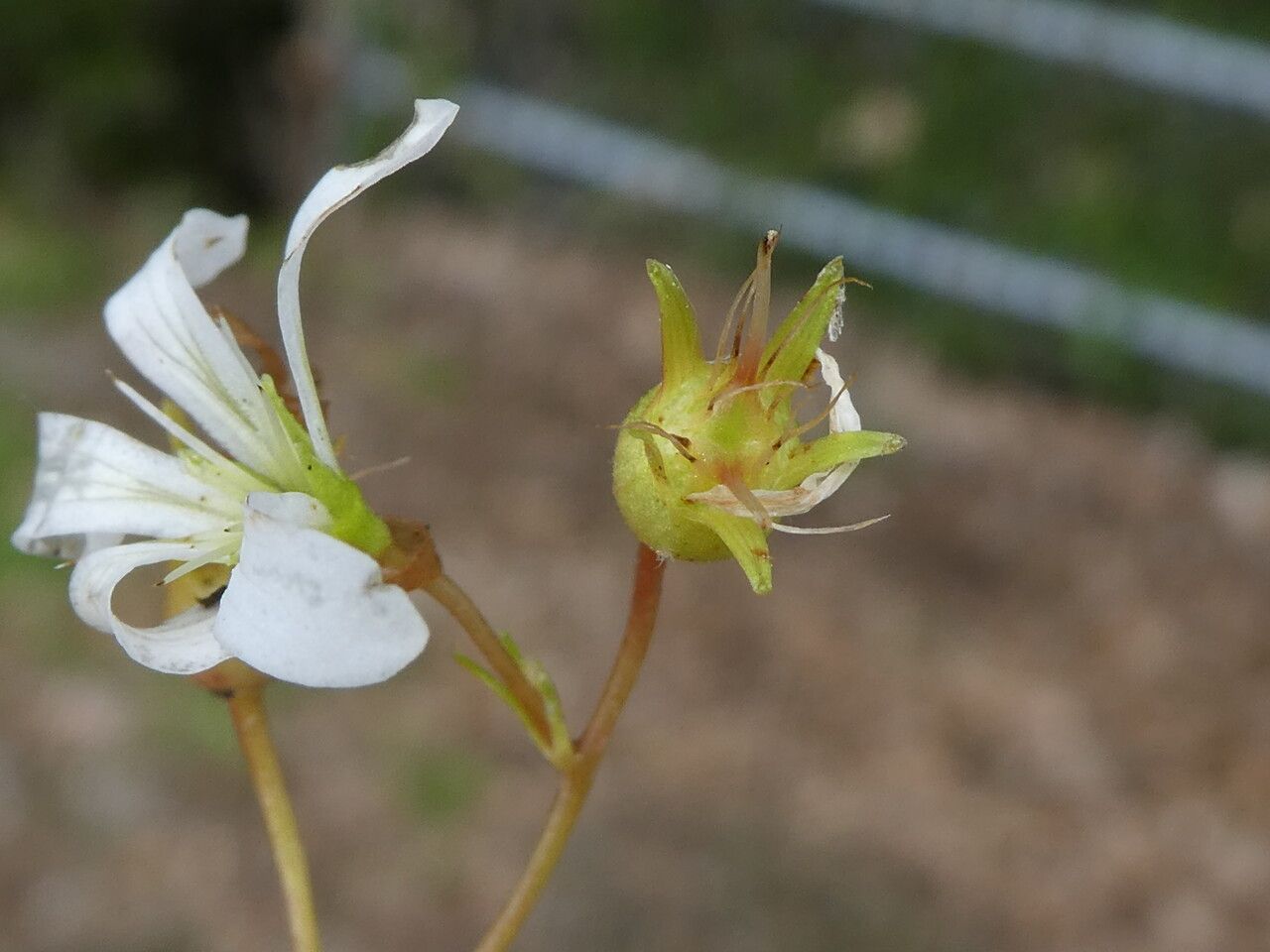Saxifraga fragilis fruit