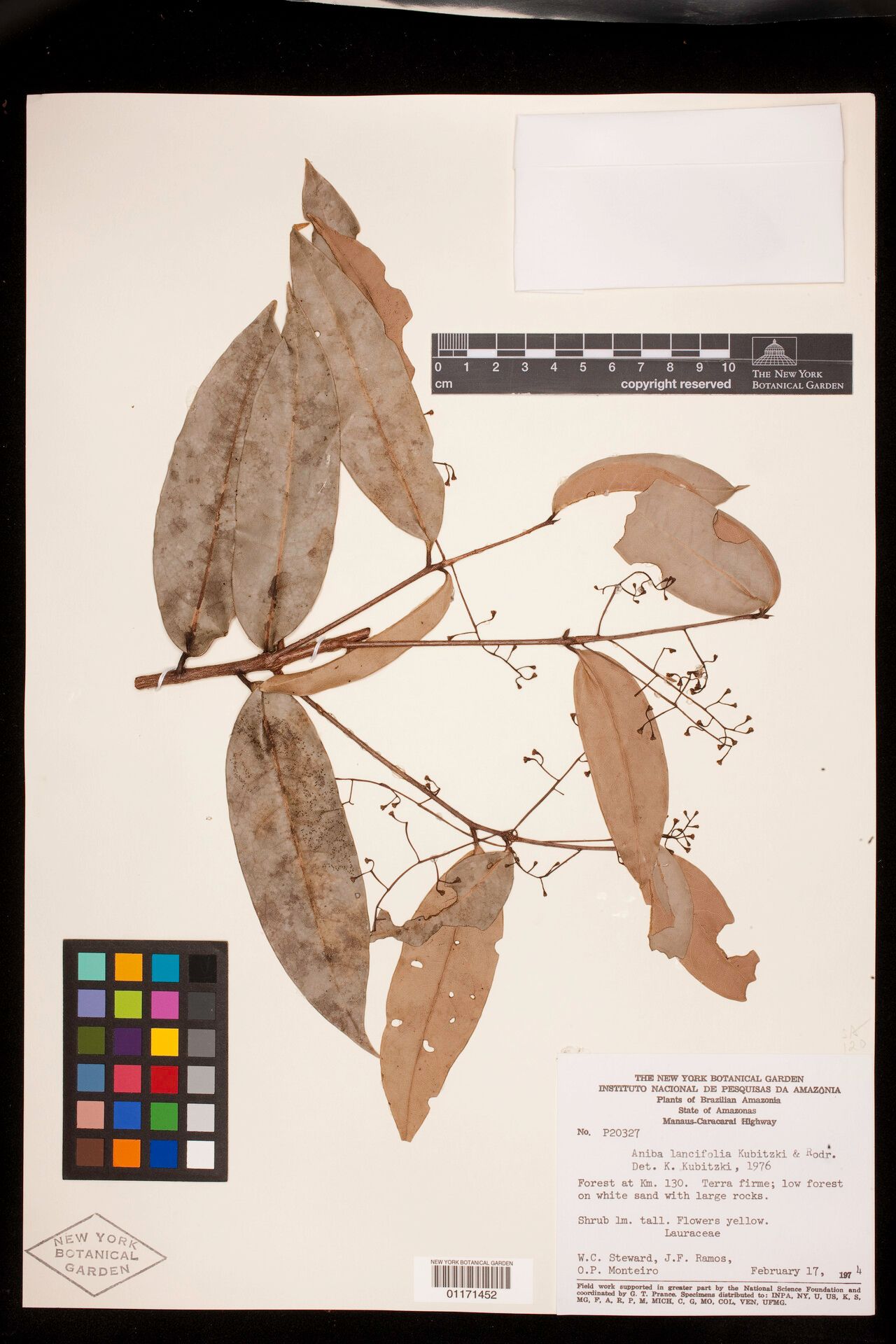 Aniba lancifolia — houseplant care guide