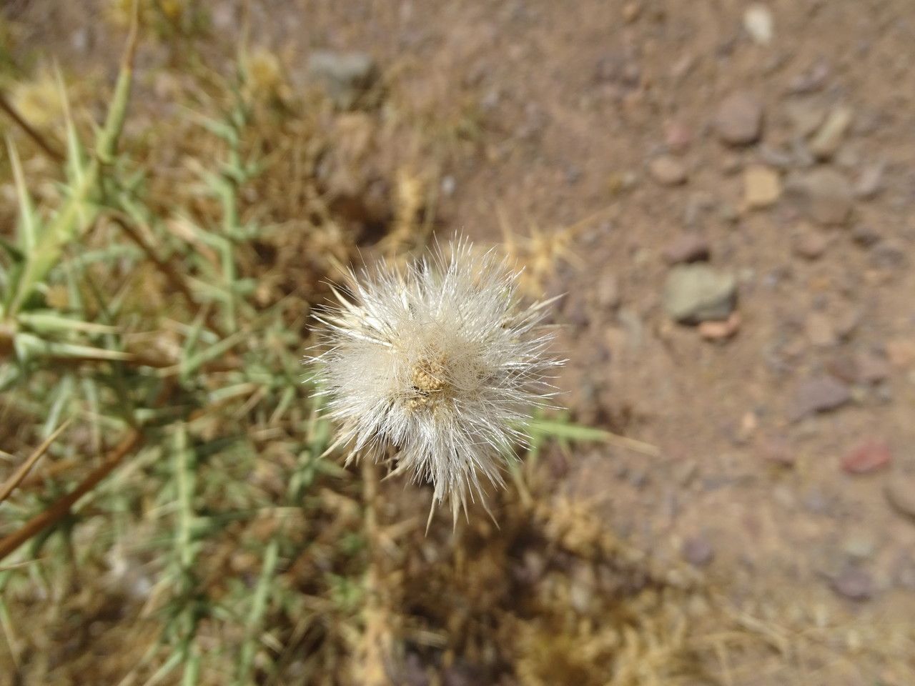 Echinops spinosissimus flower