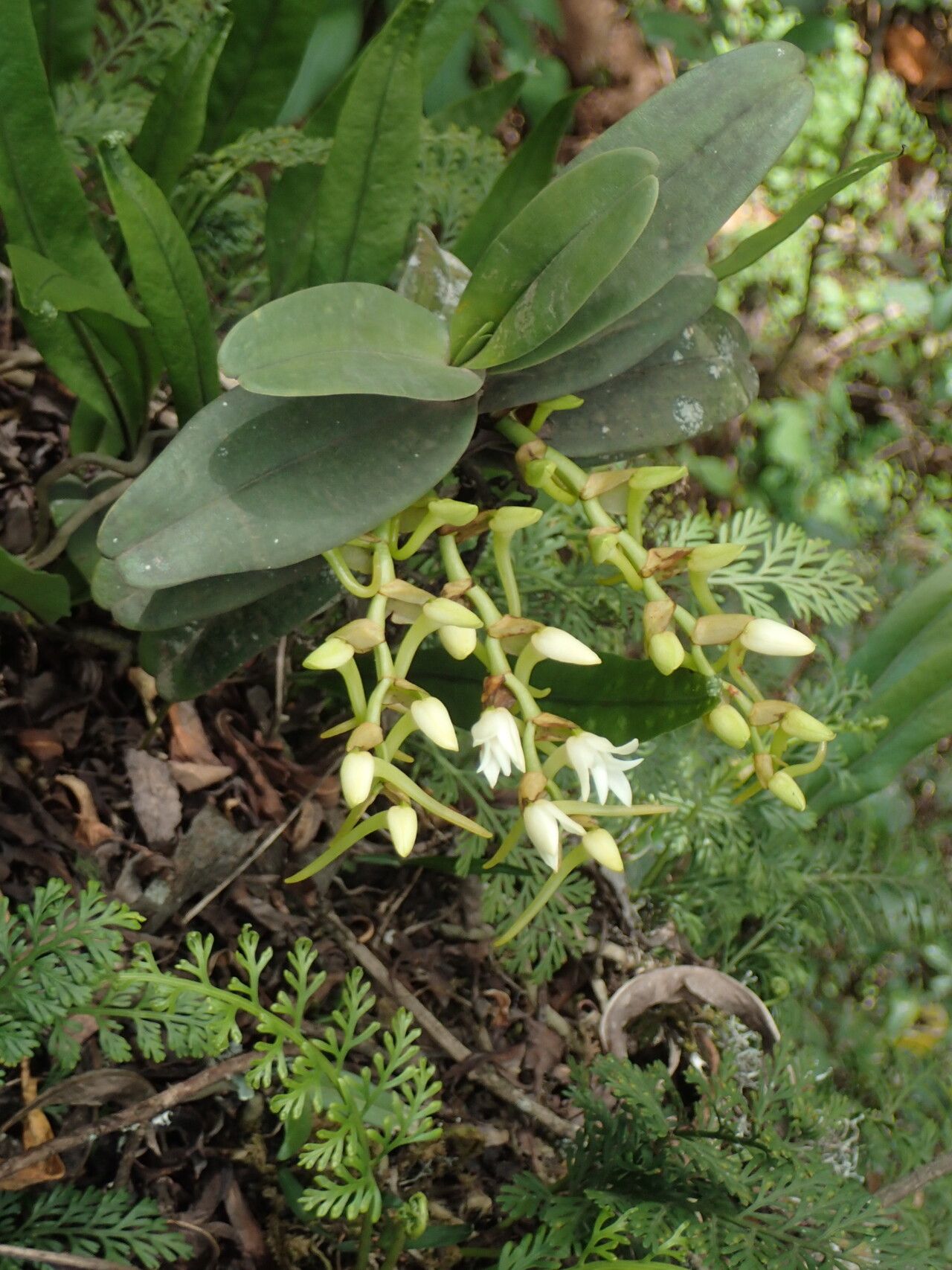 Cyrtorchis okuensis — houseplant care guide