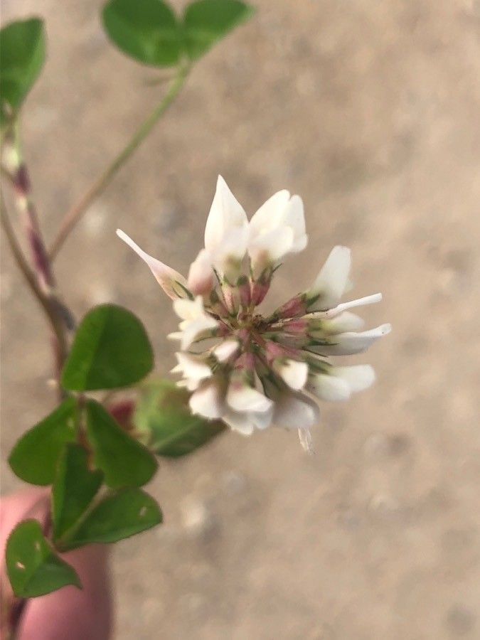Trifolium nigrescens flower