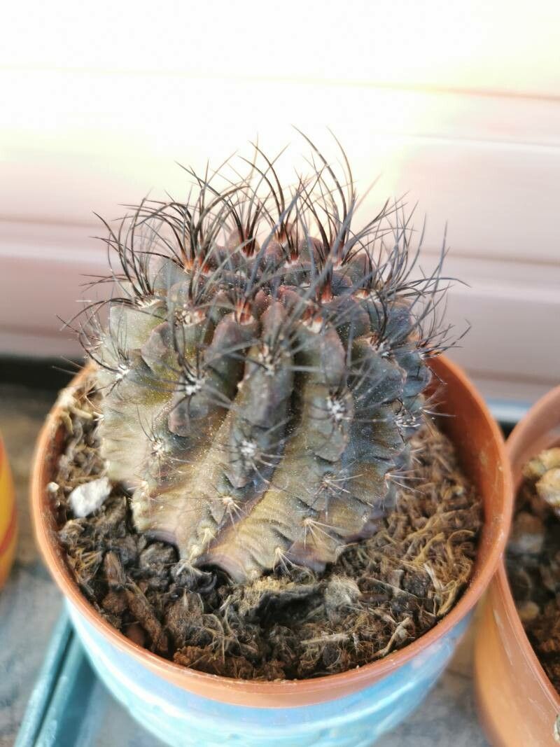 Eriosyce crispa leaf