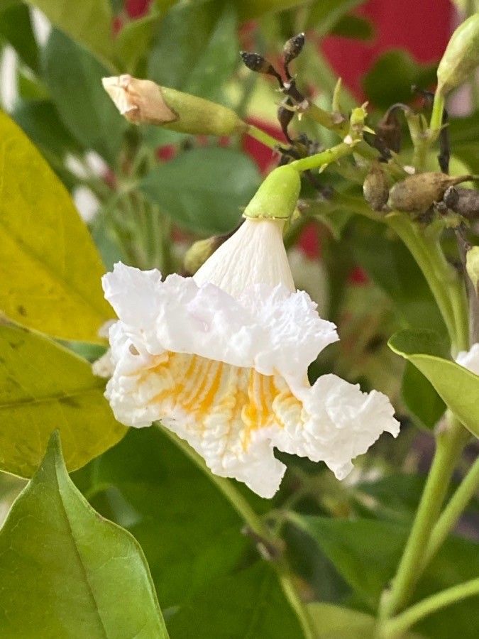 Radermachera yunnanensis flower