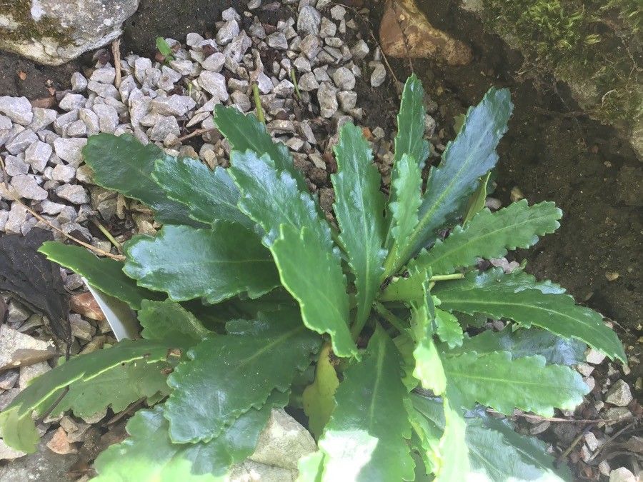 Wulfenia baldaccii habit