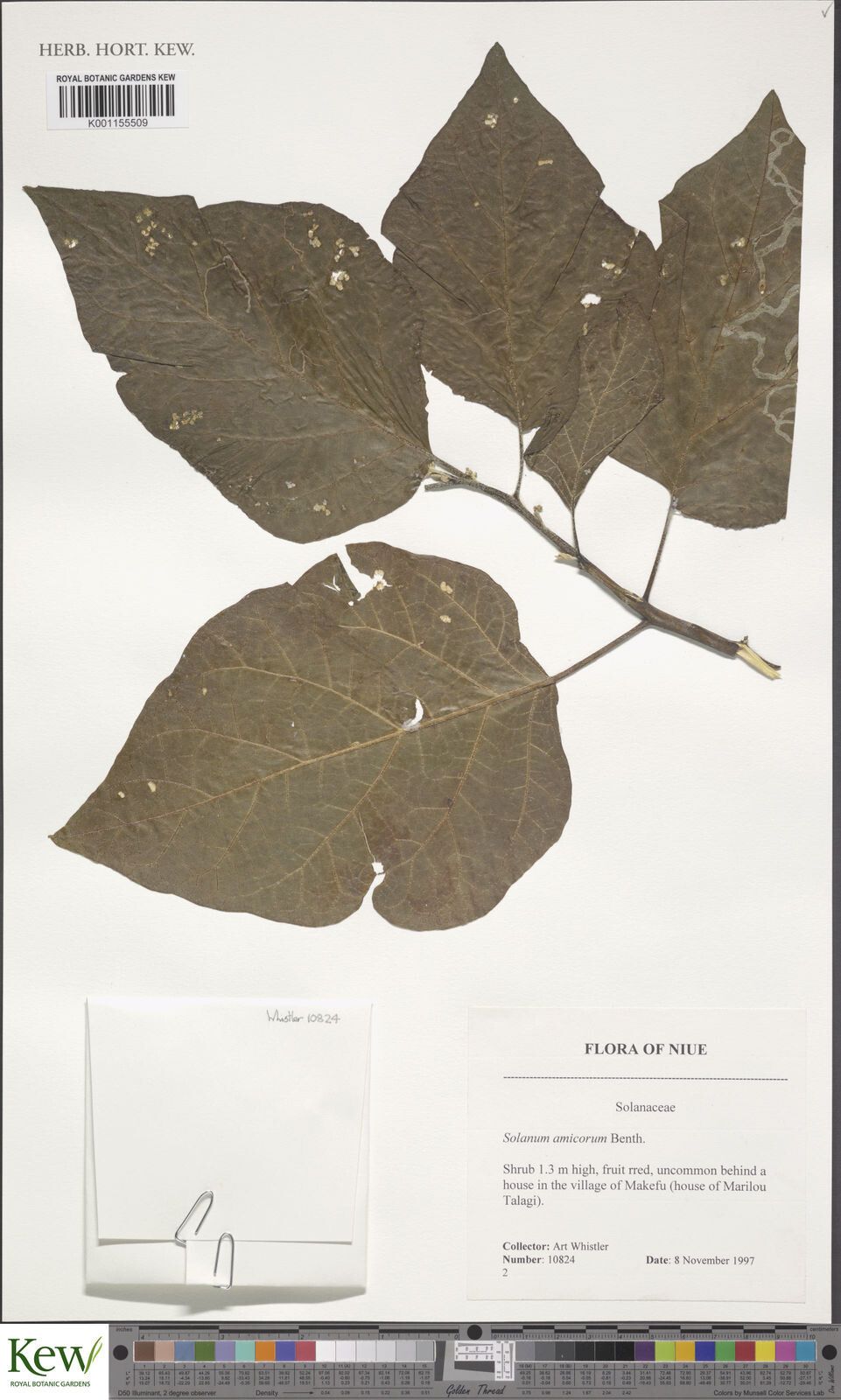 Solanum amicorum — houseplant care guide