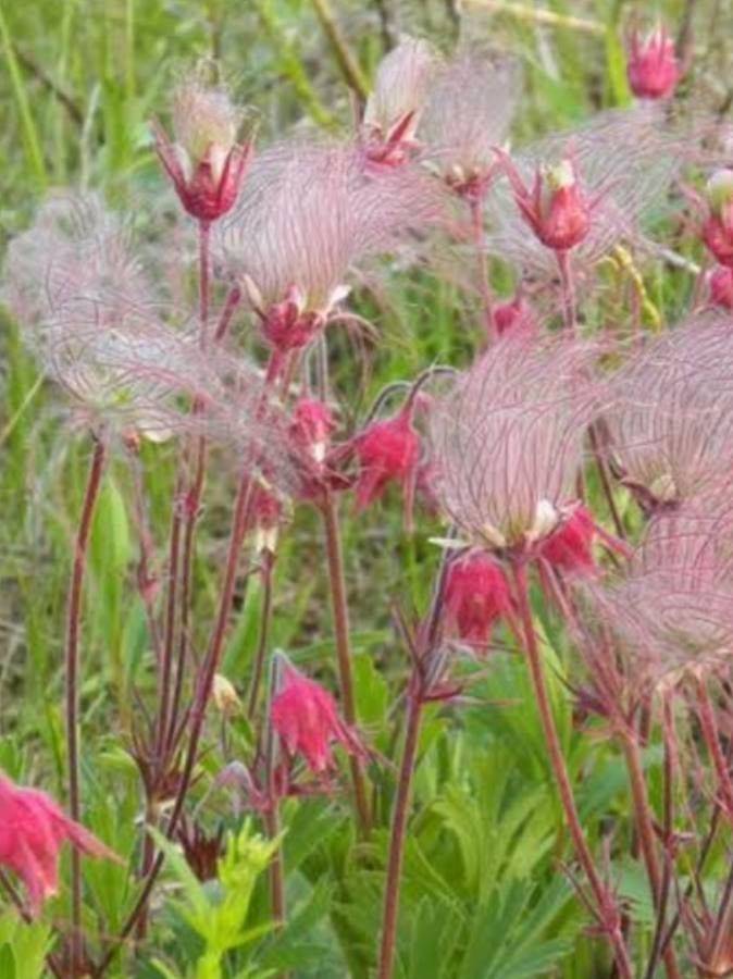 Geum triflorum flower