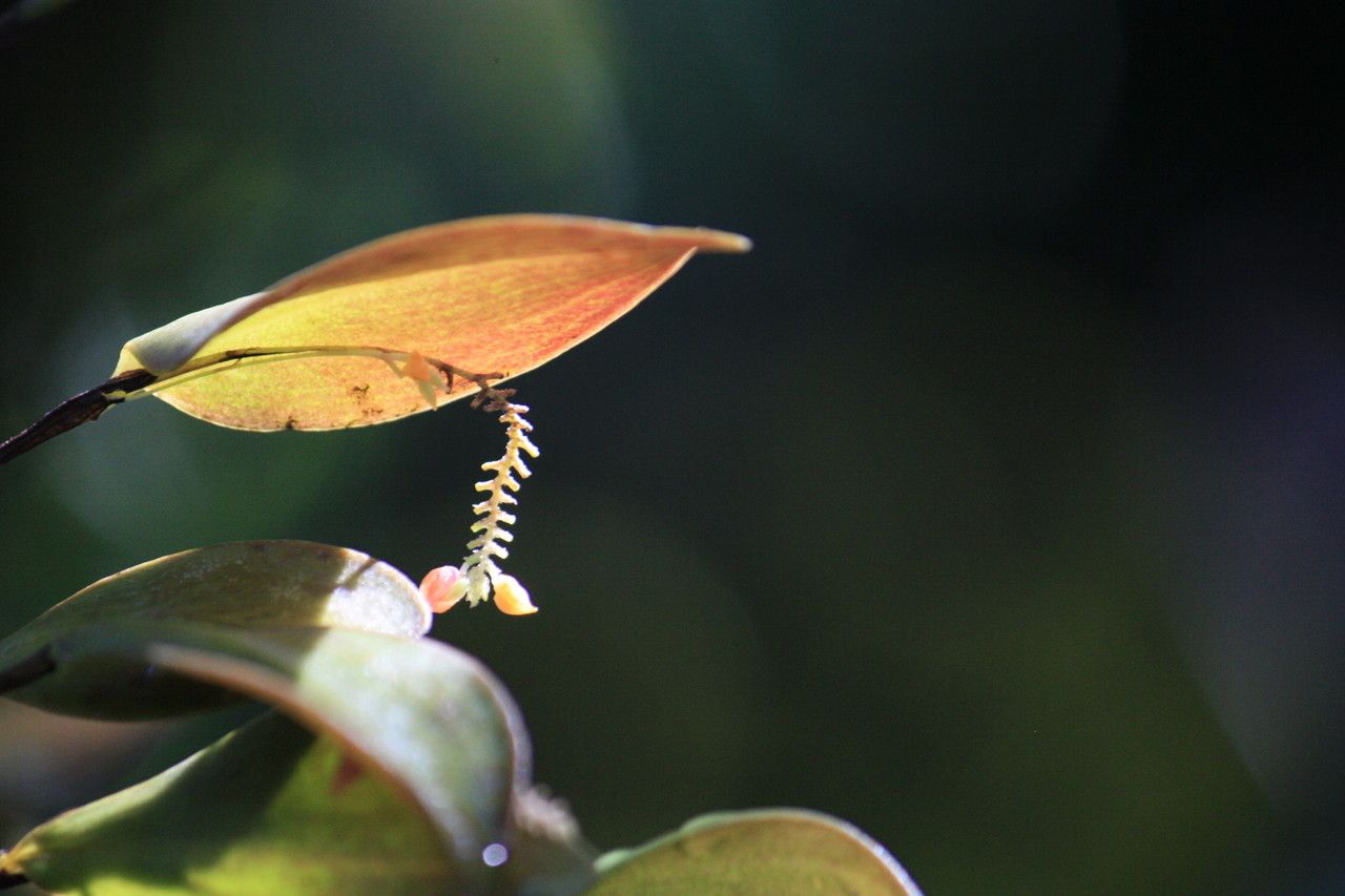 Lepanthes fimbriata — houseplant care guide