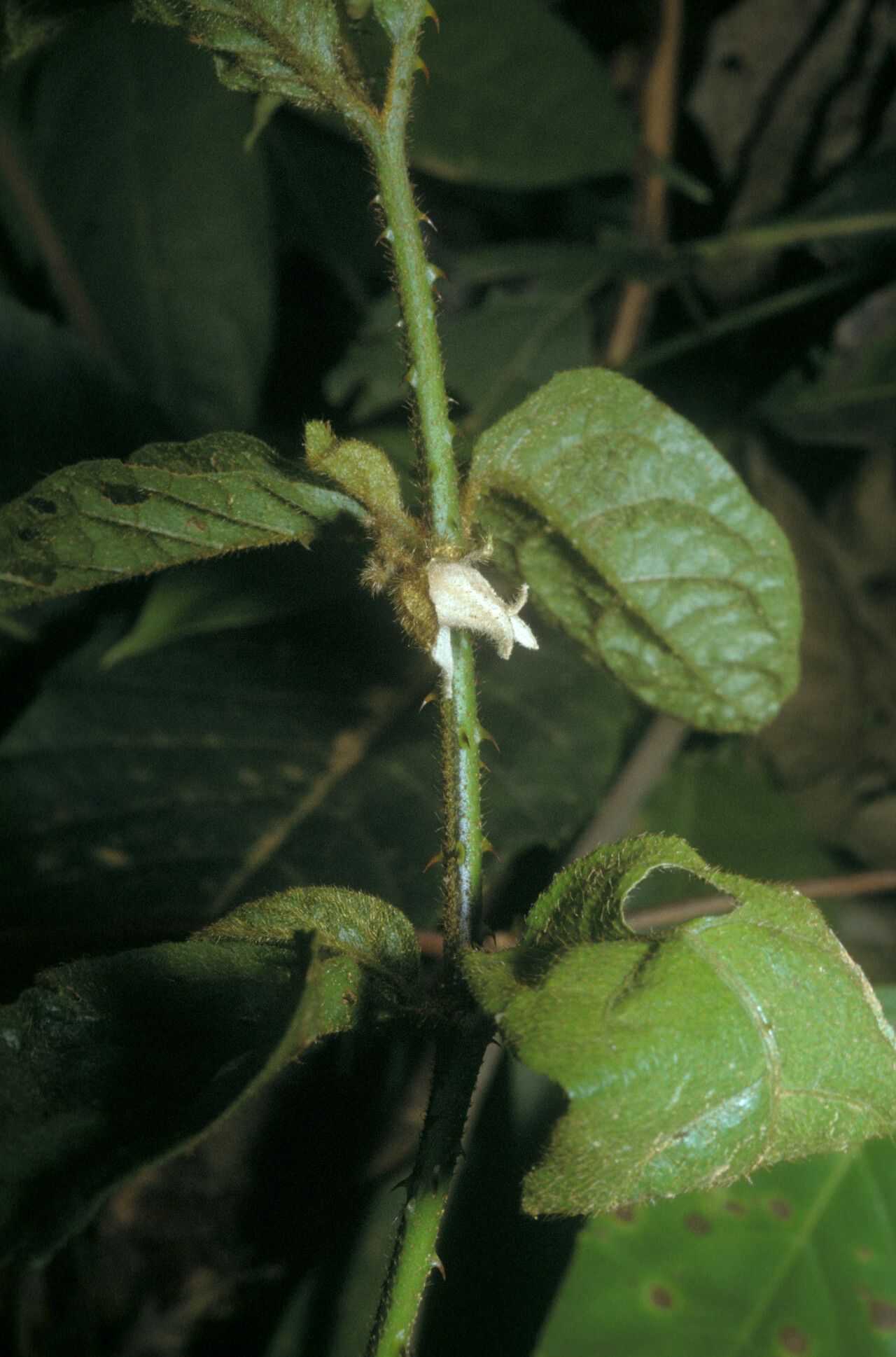 Solanum leucopogon bark